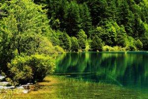plants, Water, Lake, Forest