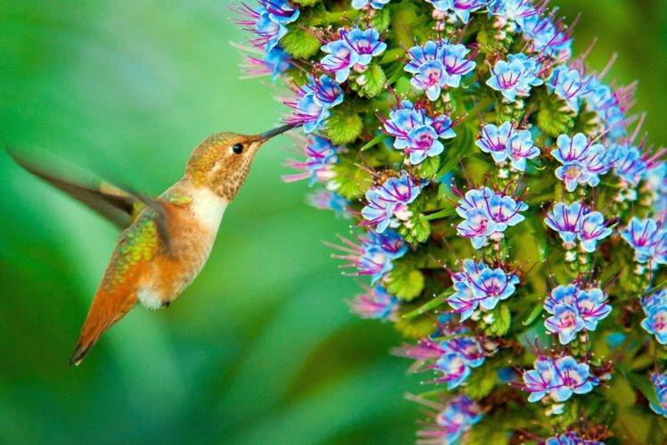 plants, Flowers, Birds, Animals, Macro HD Wallpaper Desktop Background
