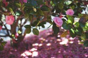 plants, Flowers, Camellia