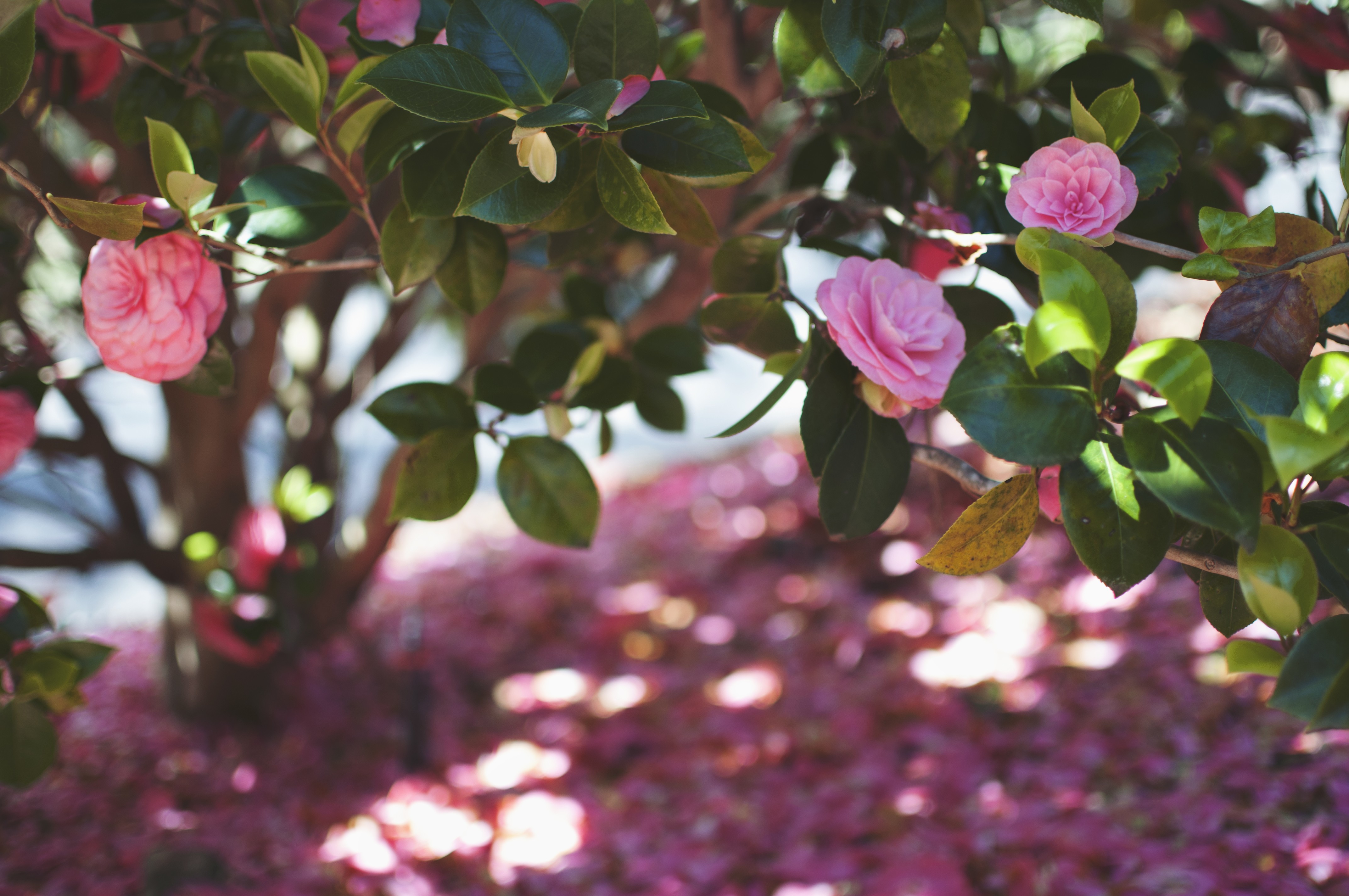 plants, Flowers, Camellia Wallpaper