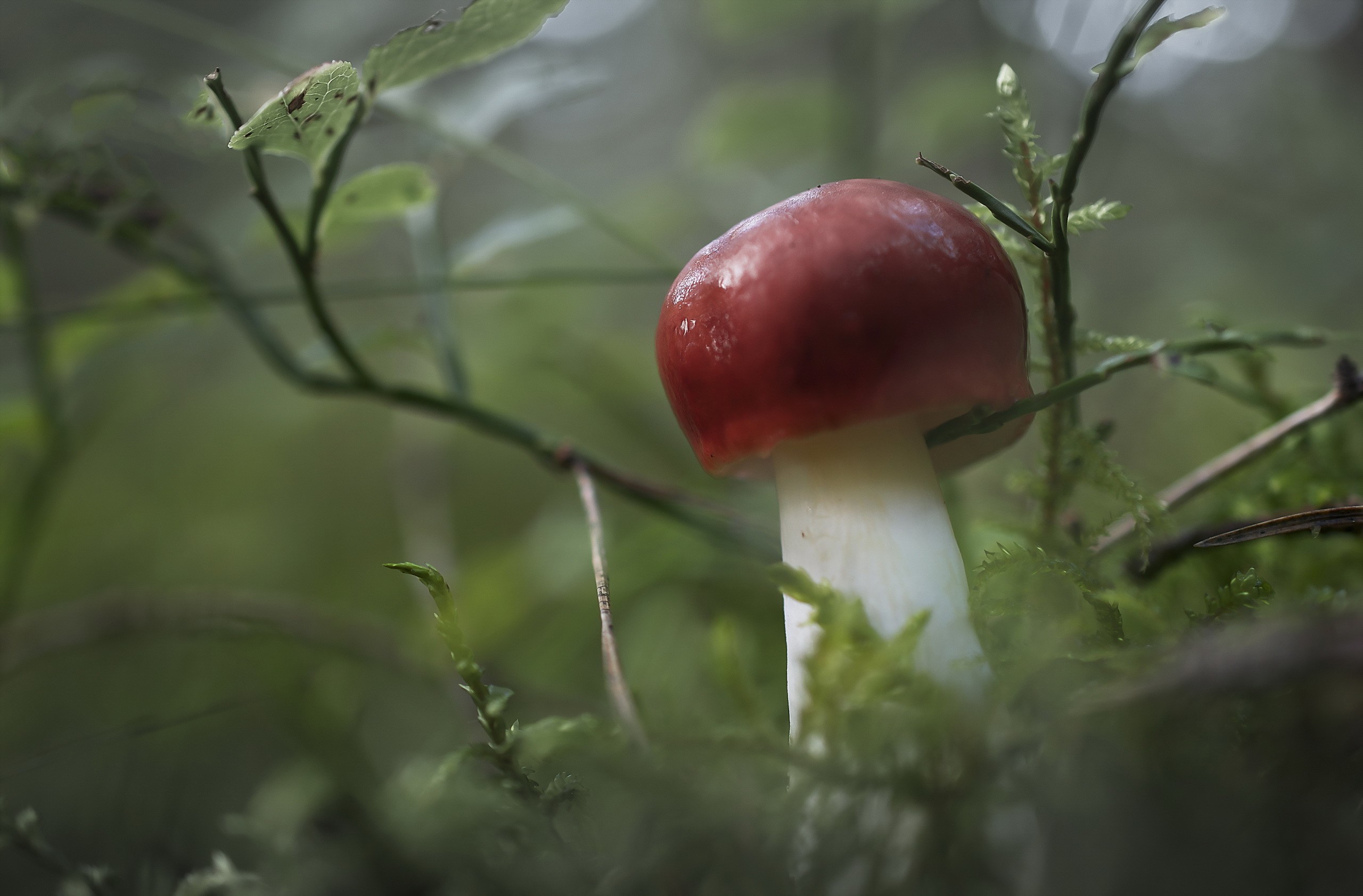 macro, Plants, Mushroom Wallpaper