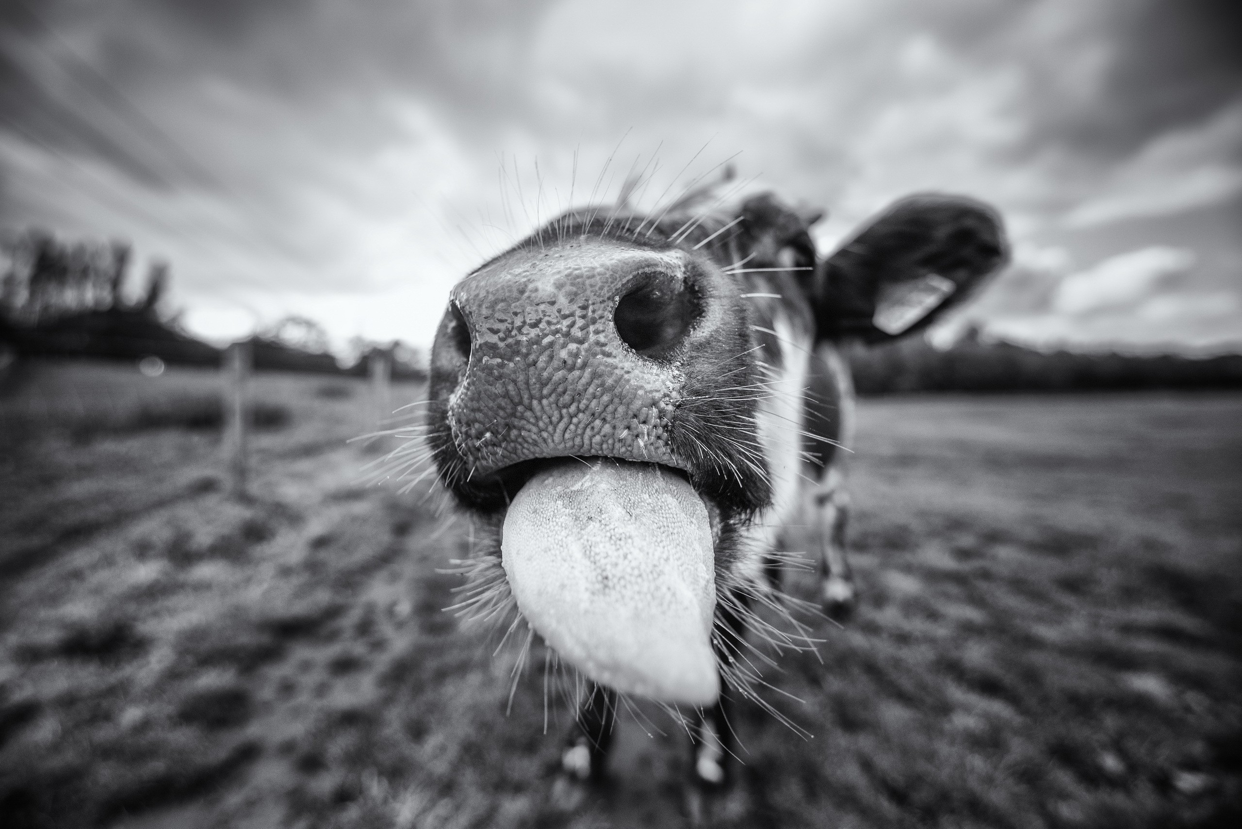 macro, Animals, Cow, Mammals, Monochrome Wallpaper