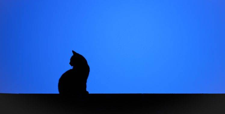 cat, Animals, Silhouette, Mammals HD Wallpaper Desktop Background