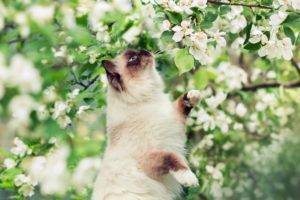 plants, Cat, Animals, Blossoms, Mammals