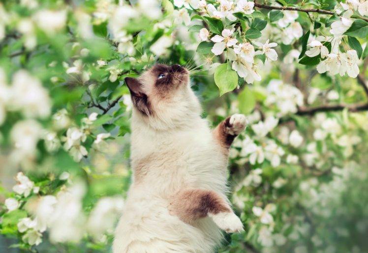 plants, Cat, Animals, Blossoms, Mammals HD Wallpaper Desktop Background