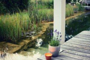 plants, Lavender, Pond, Flowers