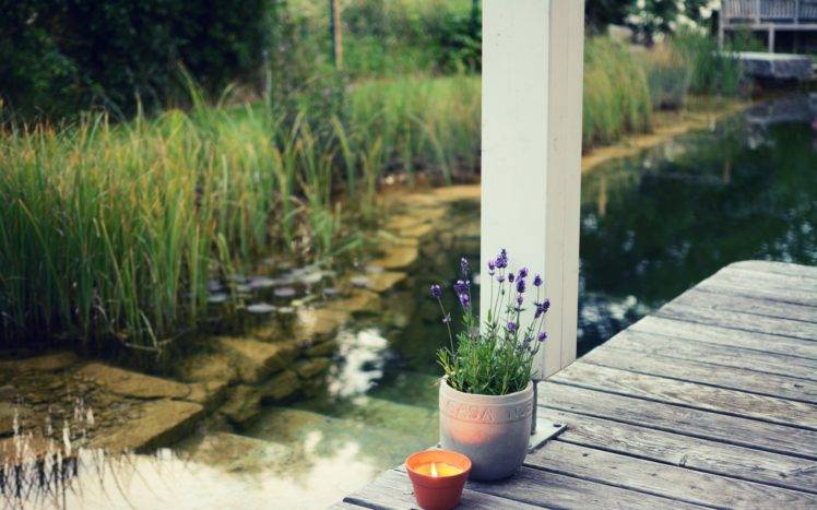 plants, Lavender, Pond, Flowers HD Wallpaper Desktop Background