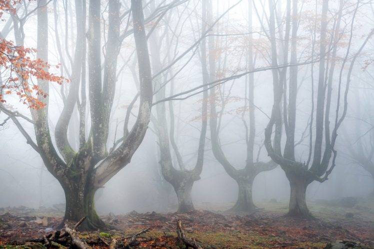mist, Trees, Nature HD Wallpaper Desktop Background
