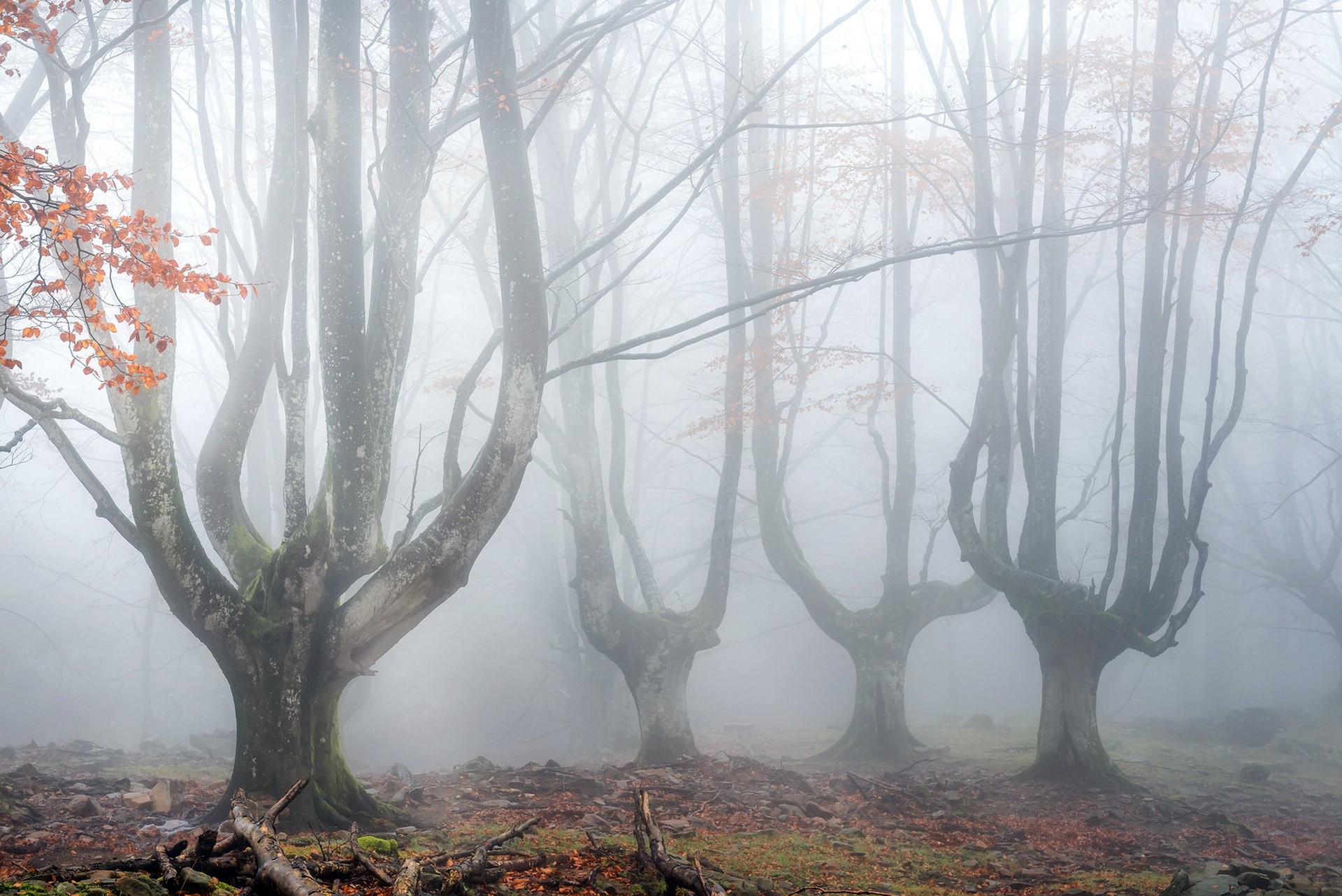 mist, Trees, Nature Wallpaper