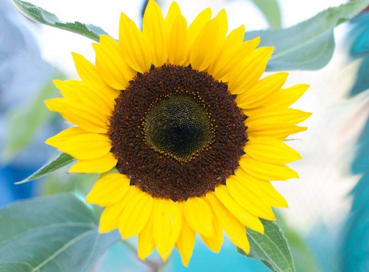 nature, Flowers, Sunflowers HD Wallpaper Desktop Background