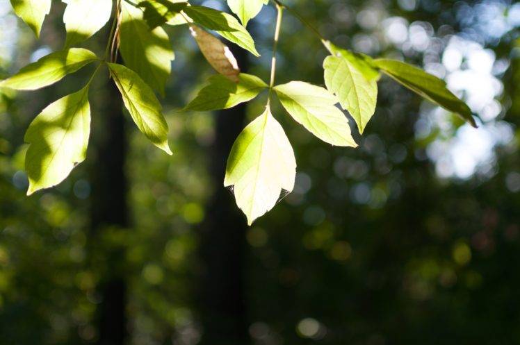nature, Leaves, Trees HD Wallpaper Desktop Background