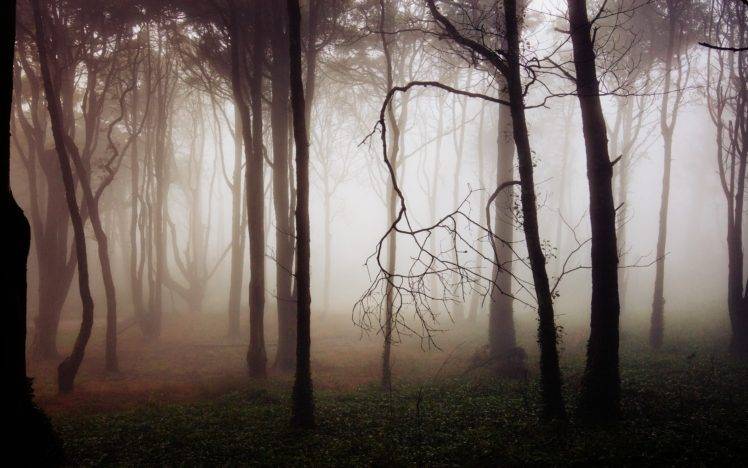 forest, Mist, Trees, Nature HD Wallpaper Desktop Background
