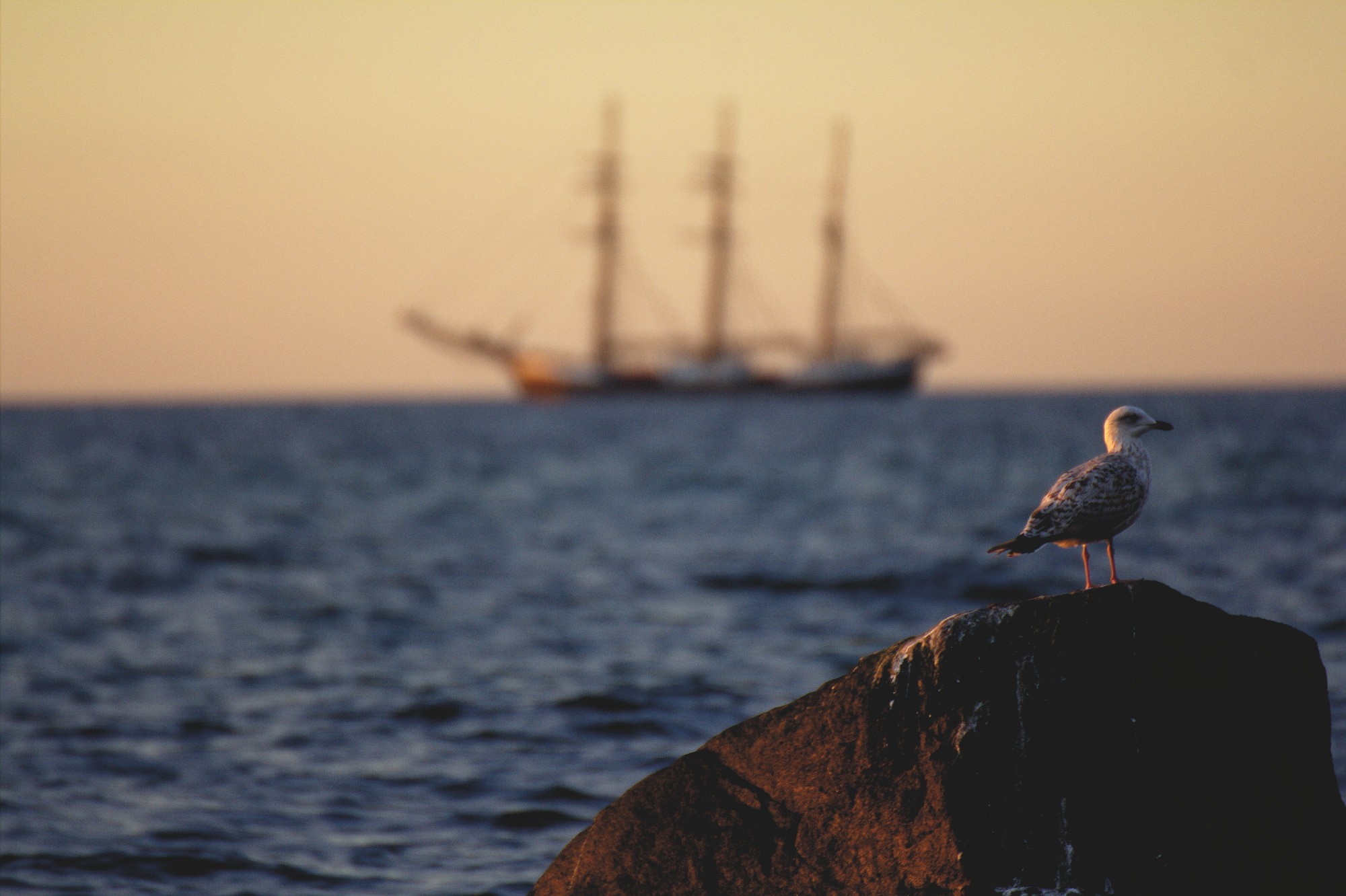 ship, Landscape, Animals, Seashells, Sea gulls Wallpaper