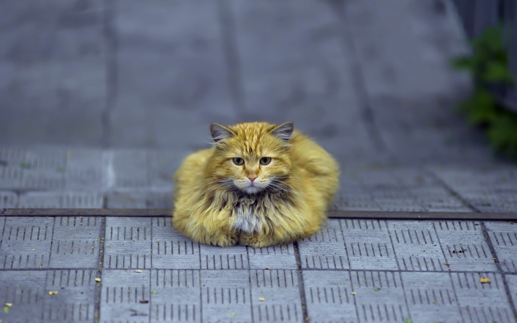 animals, Cat Wallpaper