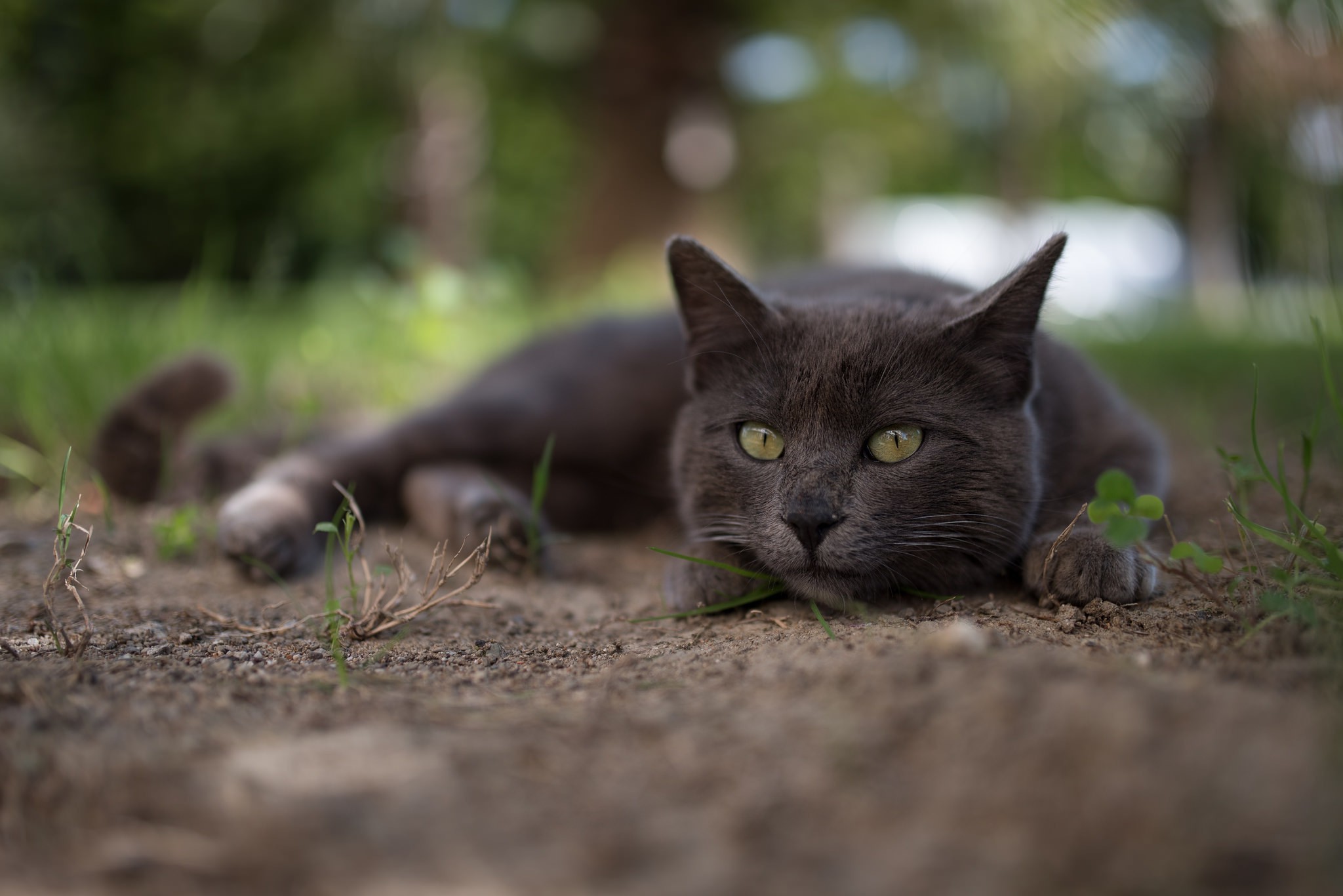 серый кот зеленые глаза без смс