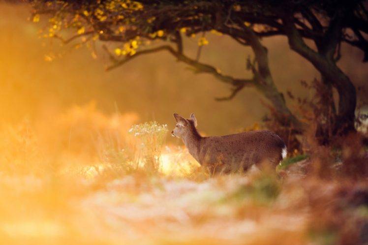 animals, Mammals, Deer HD Wallpaper Desktop Background