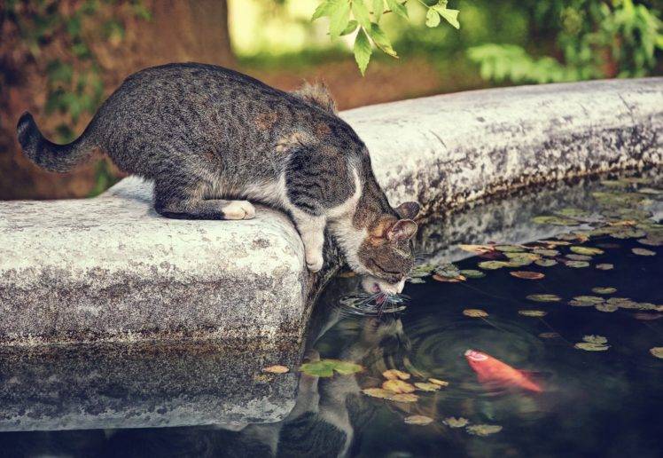 animals, Mammals, Cat, Pond, Garden HD Wallpaper Desktop Background