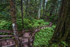 forest, Plants, Trees, Path, HDR