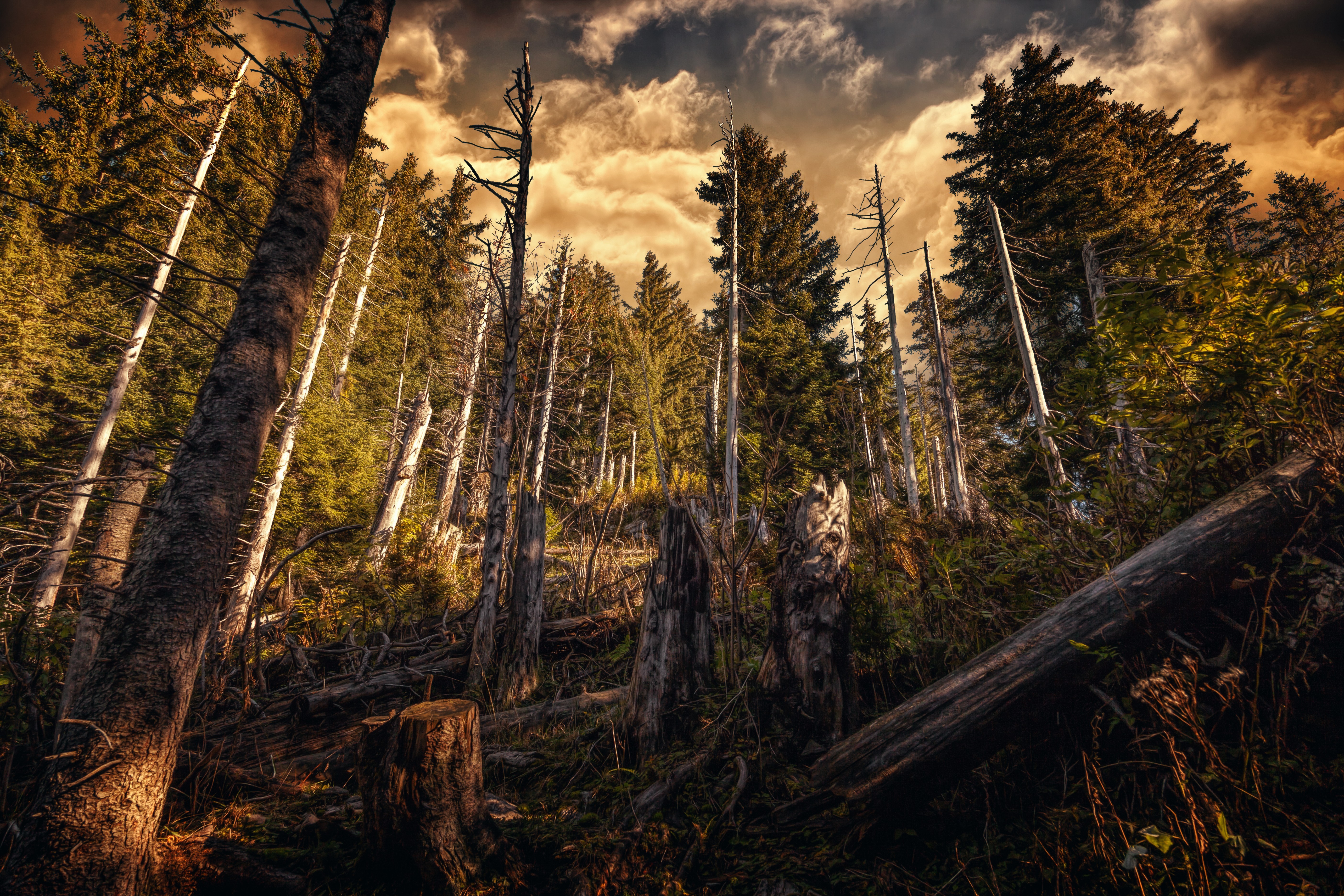 forest, Plants, Trees, HDR, Nature, Clouds Wallpaper