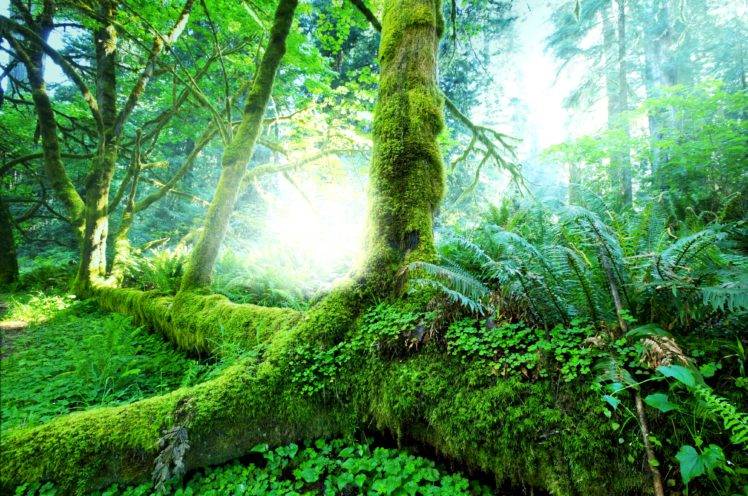 forest, Plants, Trees, Moss HD Wallpaper Desktop Background