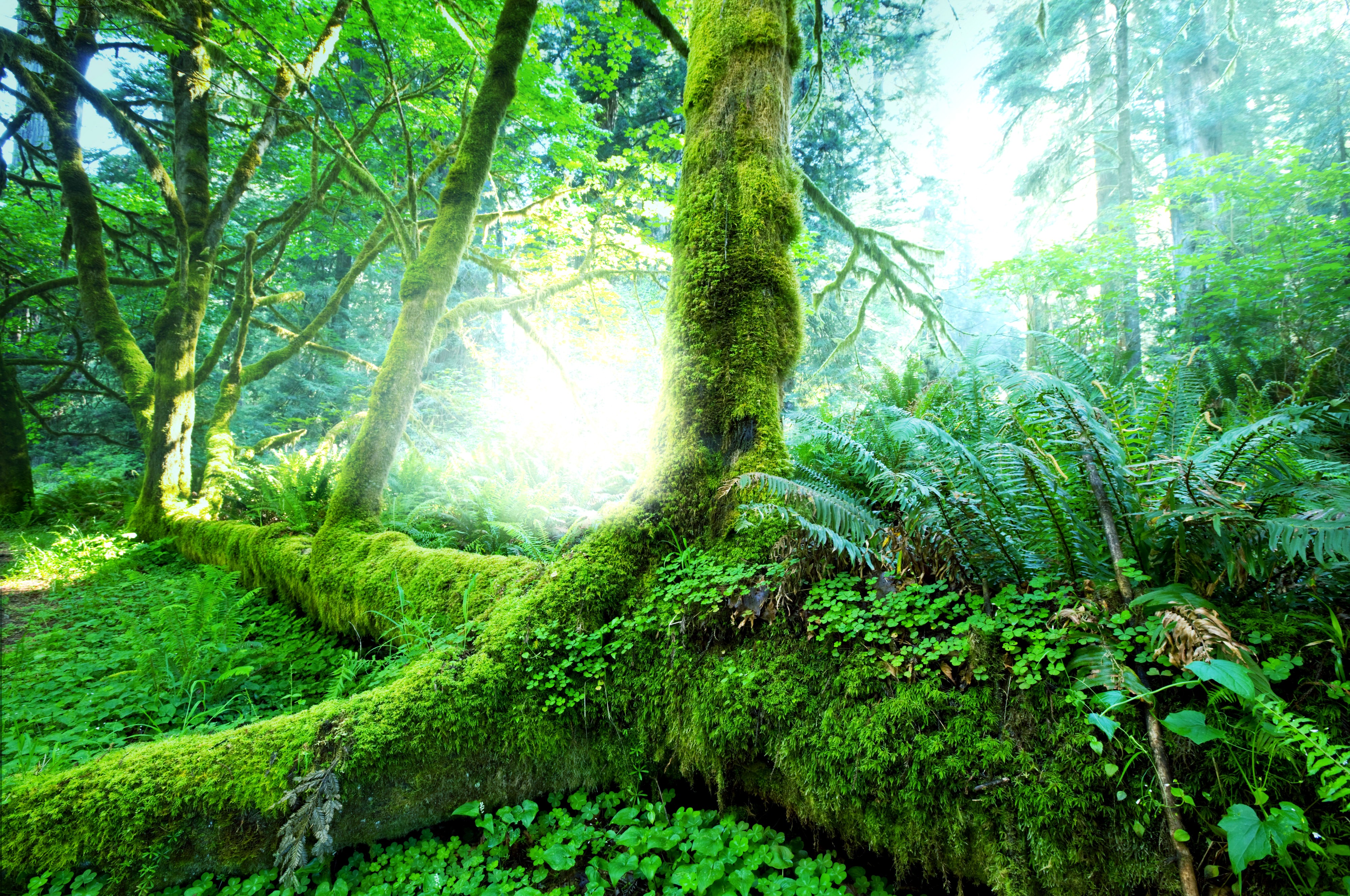 forest, Plants, Trees, Moss Wallpaper