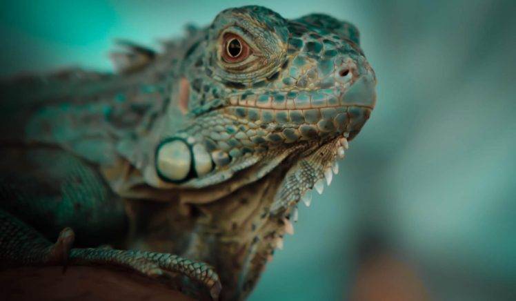 animals, Reptiles HD Wallpaper Desktop Background
