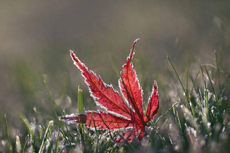 leaves, Grass HD Wallpaper Desktop Background
