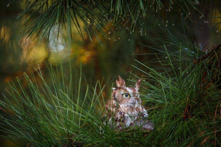 animals, Forest, Birds, Owl HD Wallpaper Desktop Background