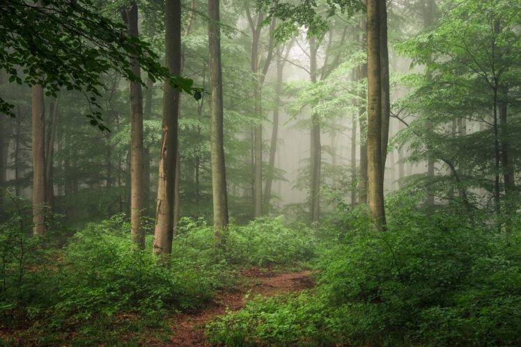 forest, Path HD Wallpaper Desktop Background