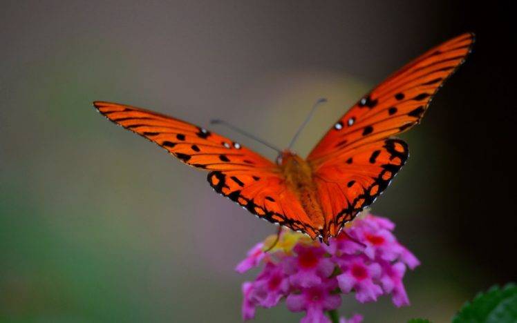 animals, Lepidoptera, Insect, Macro, Plants HD Wallpaper Desktop Background