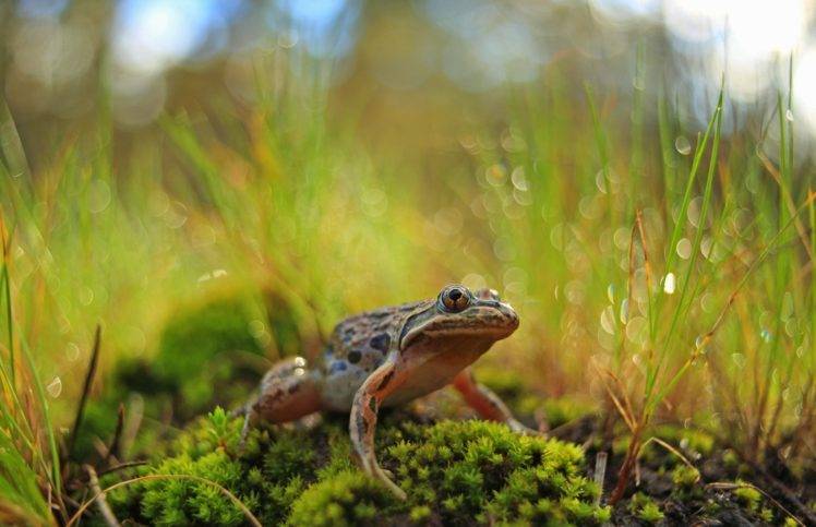 animals, Frog, Amphibian, Plants HD Wallpaper Desktop Background