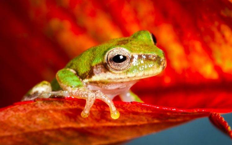 animals, Frog, Amphibian, Macro HD Wallpaper Desktop Background