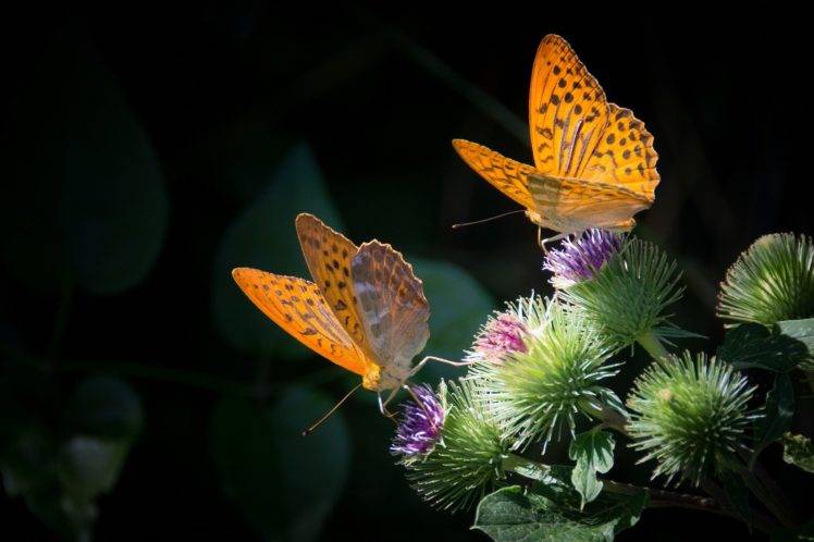 animals, Lepidoptera, Insect, Macro, Plants, Flowers HD Wallpaper Desktop Background