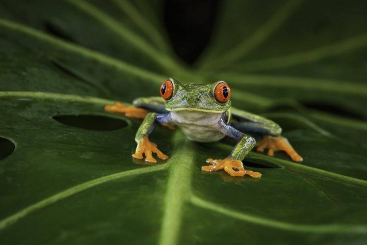 animals, Frog, Amphibian, Macro HD Wallpaper Desktop Background