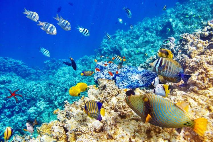 animals, Fish, Underwater HD Wallpaper Desktop Background