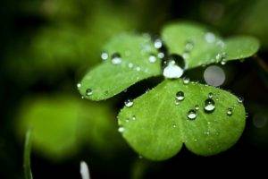 plants, Macro, Water drops
