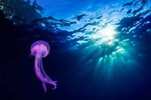 animals, Jellyfish, Underwater
