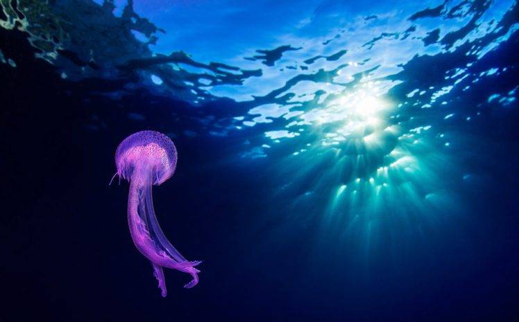 animals, Jellyfish, Underwater HD Wallpaper Desktop Background