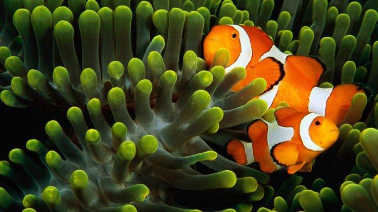 animals, Underwater, Fish, Clownfish HD Wallpaper Desktop Background