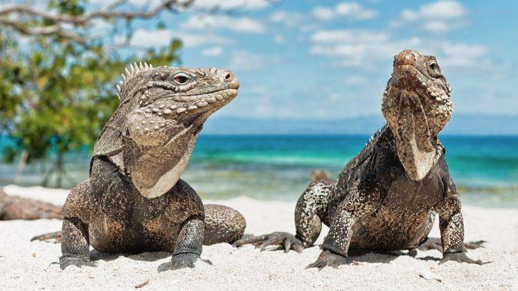 animals, Reptiles, Beach, Iguana HD Wallpaper Desktop Background