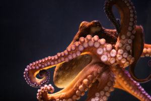 animals, Underwater, Octopus