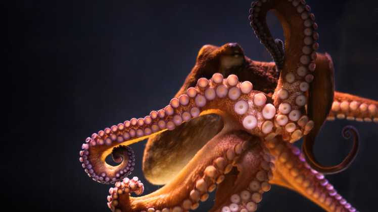 animals, Underwater, Octopus HD Wallpaper Desktop Background