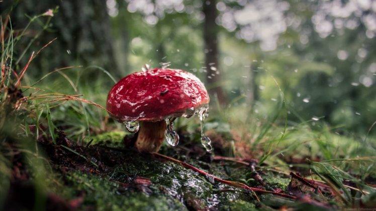 mushroom, Forest HD Wallpaper Desktop Background