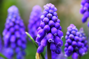 nature, Lavender, Flowers