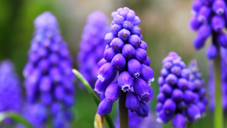 nature, Lavender, Flowers HD Wallpaper Desktop Background