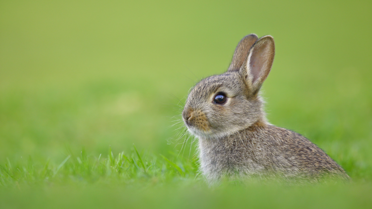 nature, Grass, Green, Rabbits HD Wallpaper Desktop Background