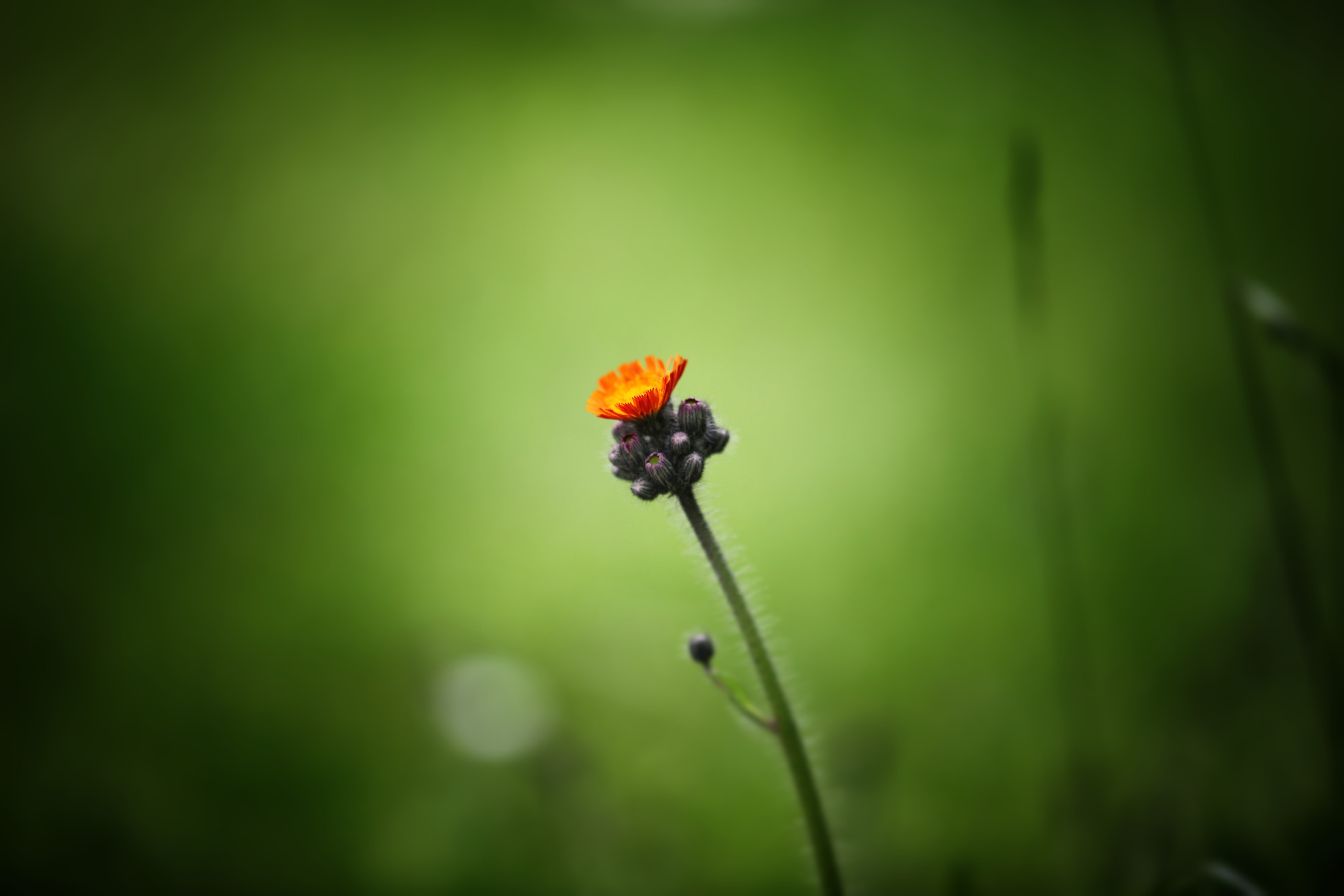 nature, Flowers Wallpaper