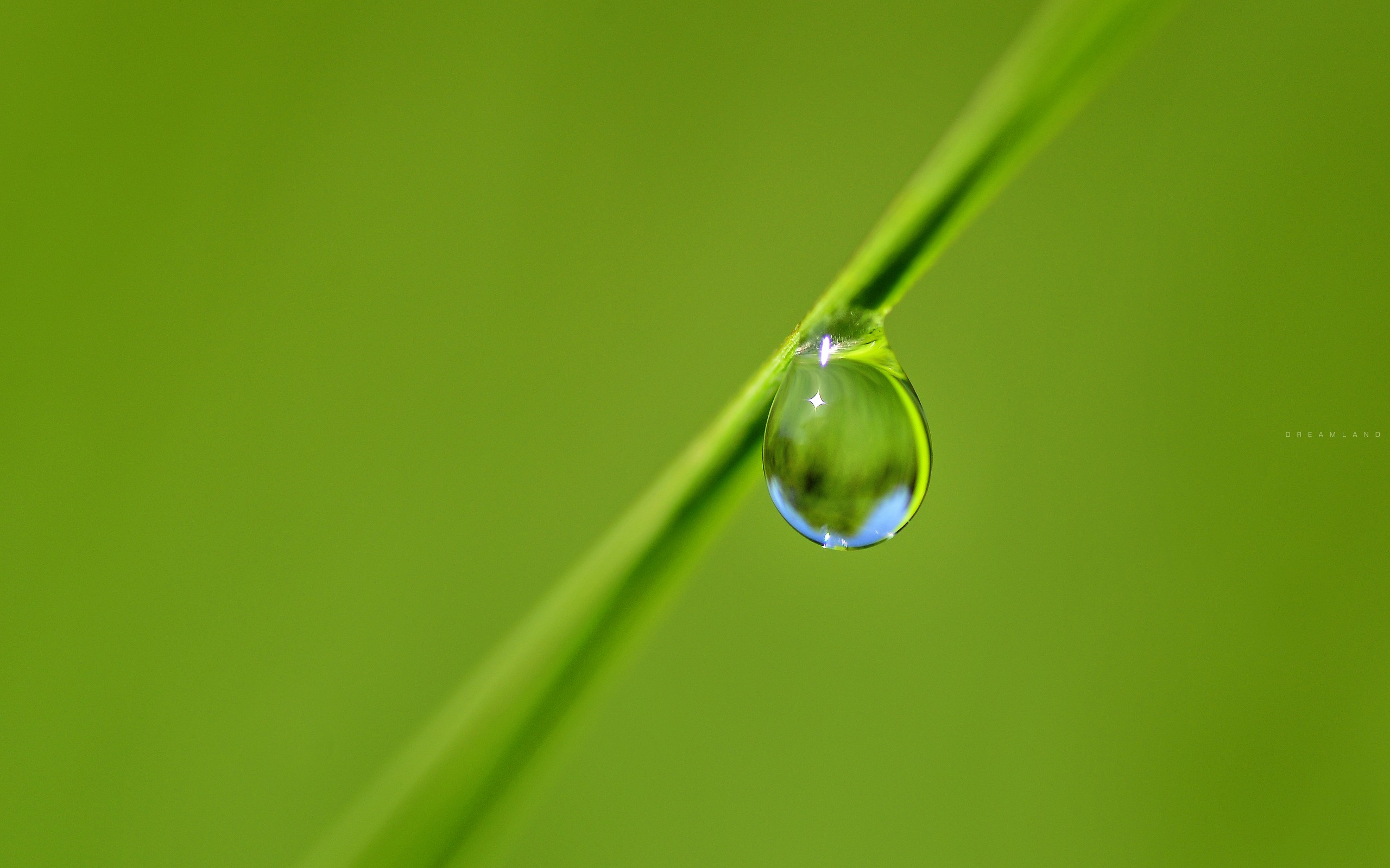 nature, Macro, Water drops Wallpaper