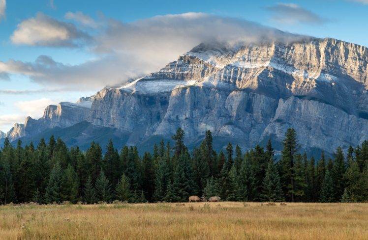 Alberta, Canada, National park, Banff National Park, Mountains, Clouds, Sunset, Elk, Trees HD Wallpaper Desktop Background