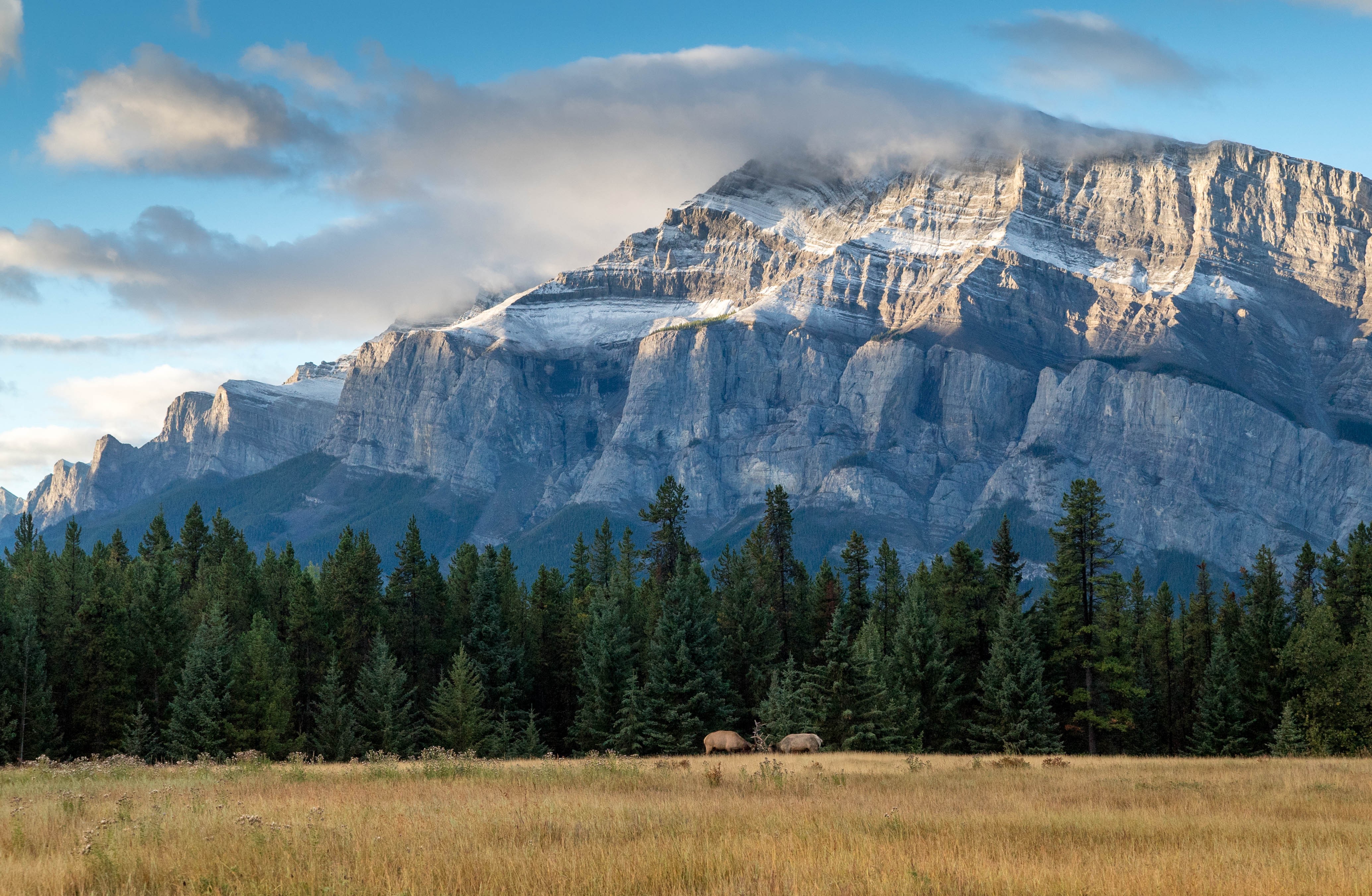 Alberta, Canada, National park, Banff National Park, Mountains, Clouds, Sunset, Elk, Trees Wallpaper